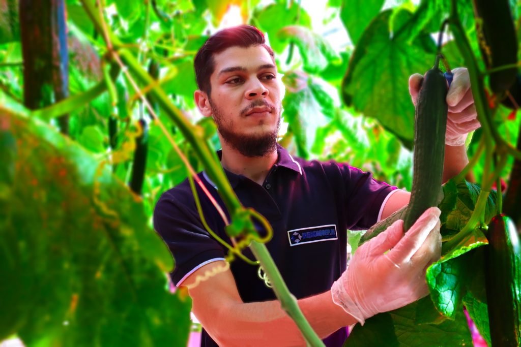 Tuinman controleert de komkommers in de kas