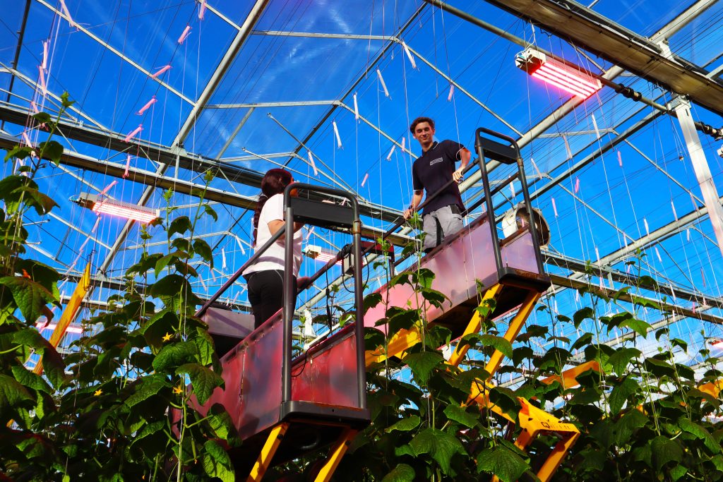 Twee medewerkers werken in een kas met planten